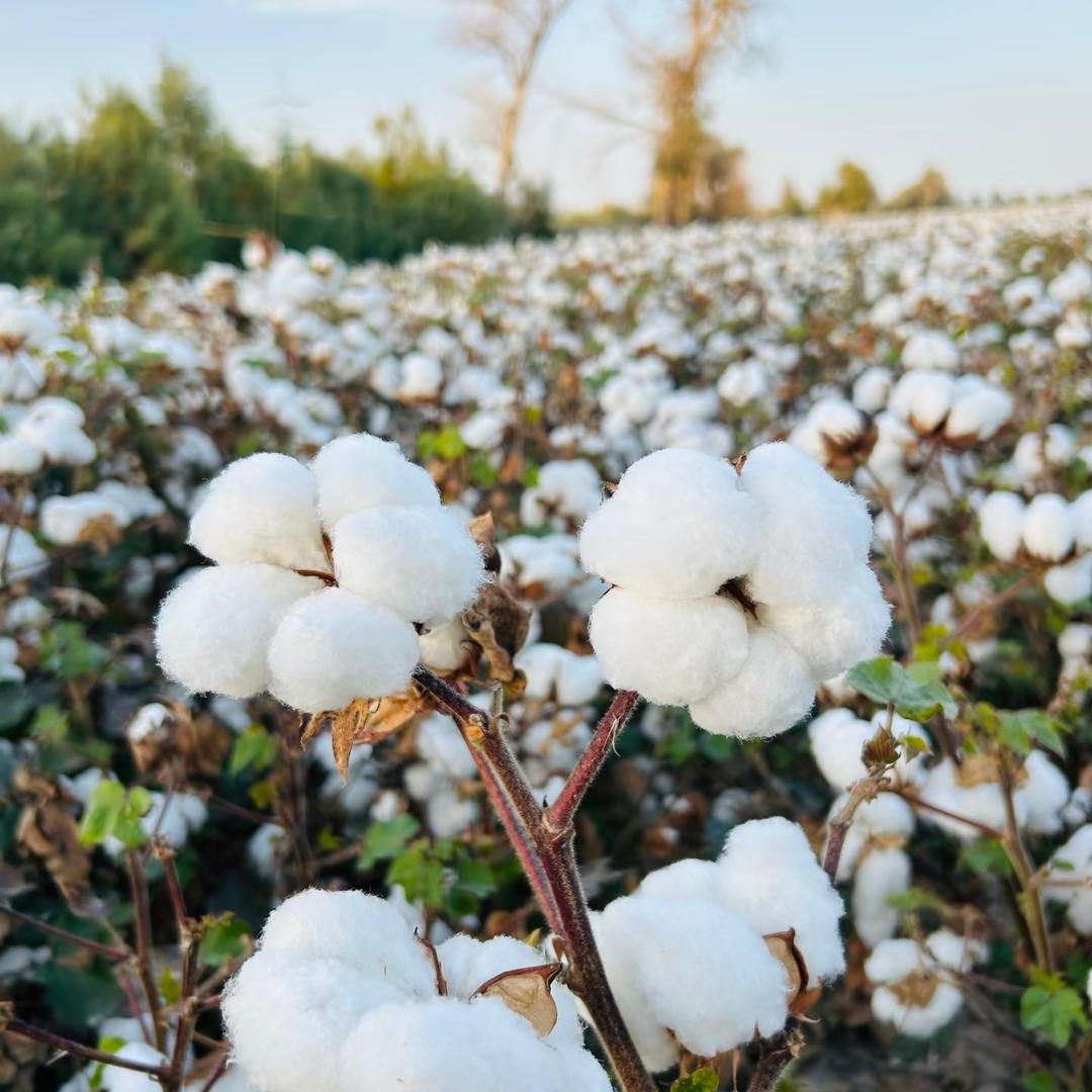 新疆棉袜子工厂店