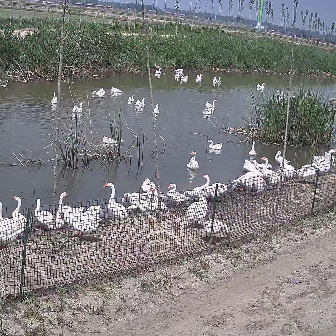 胖起来家庭农场