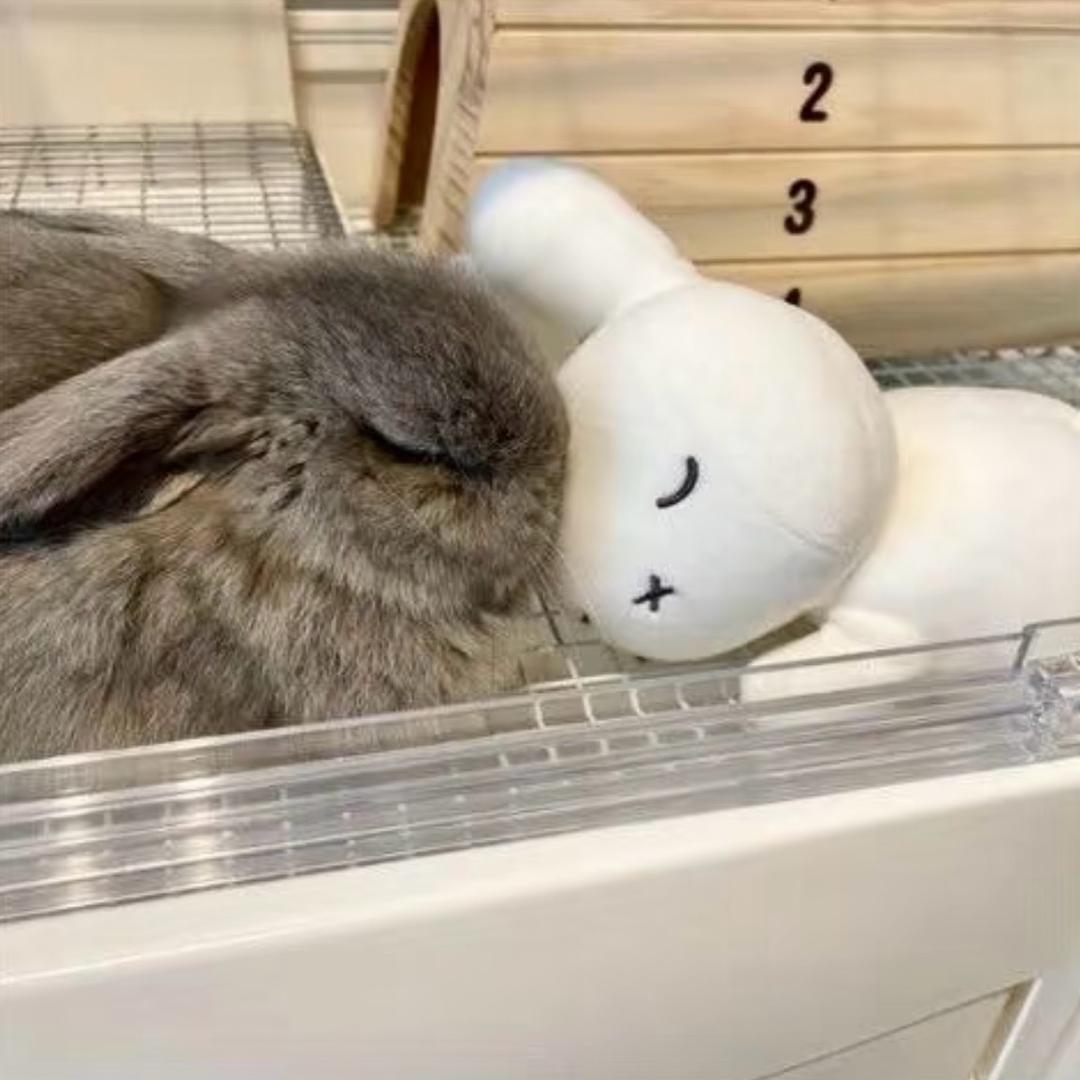 HaaR