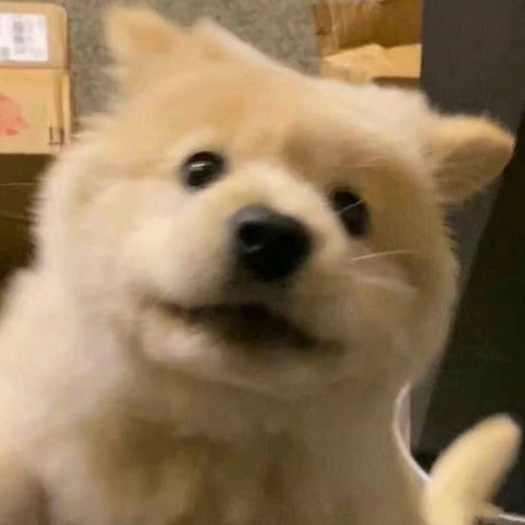 小狗爱喝奶茶
