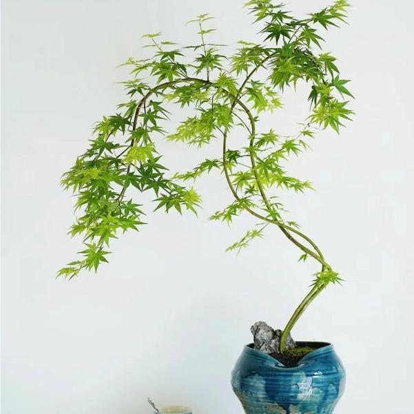 植氧舱