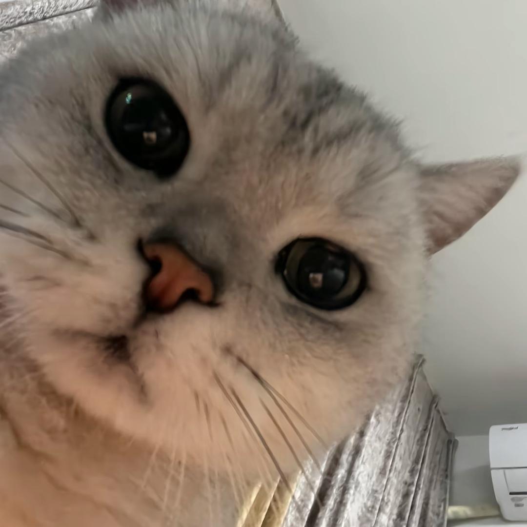Kimi