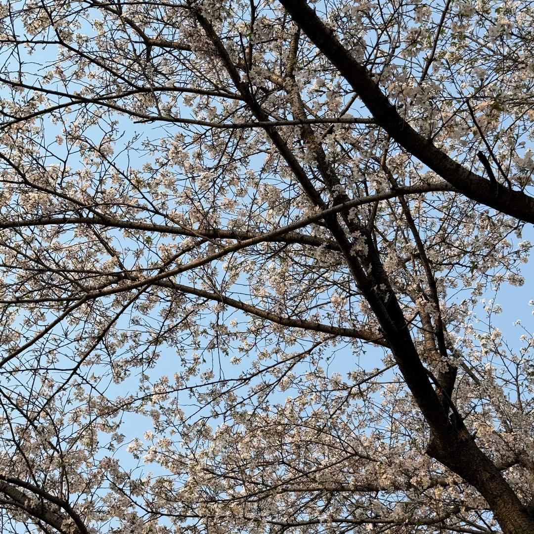 猪猪狗咪接好运