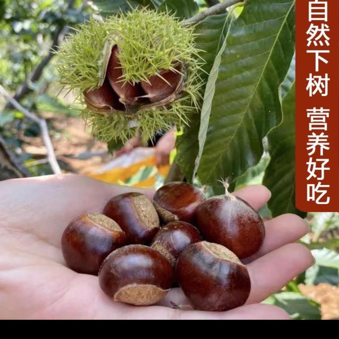 栗栗栗栗子铺