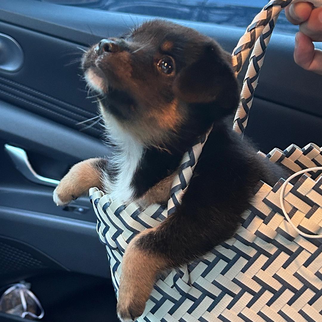 慌的一批（阿狗）