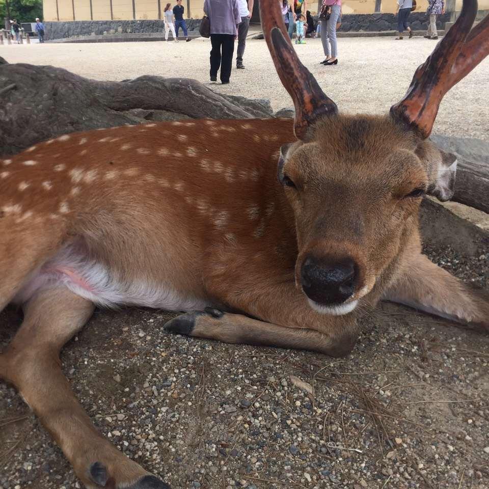 汰阳