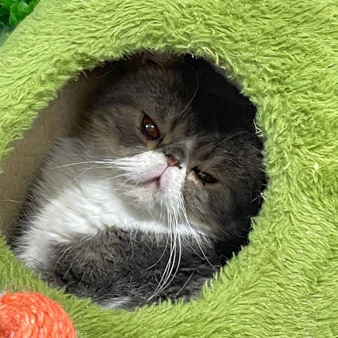 (●—●)