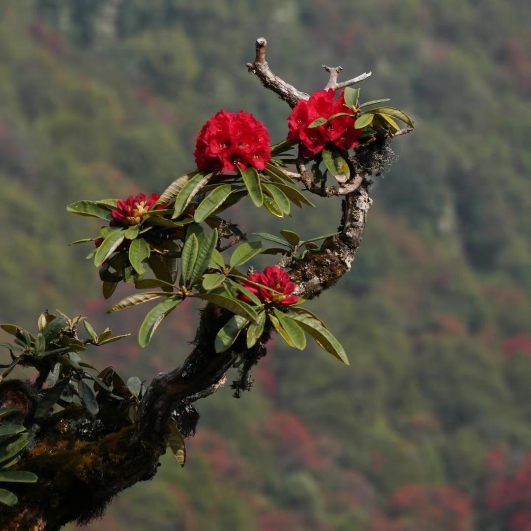 云南观山景百货店