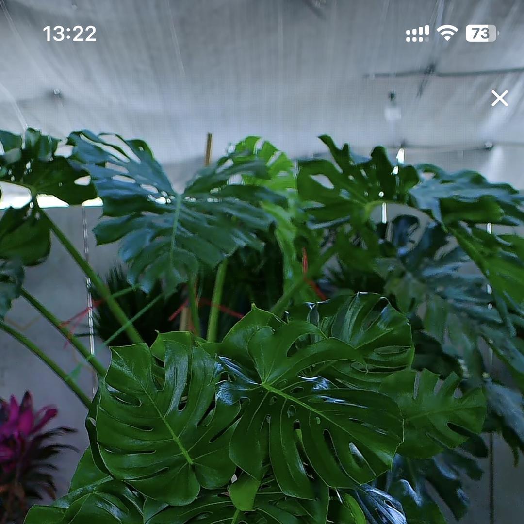 小森林花卉绿植东来园艺