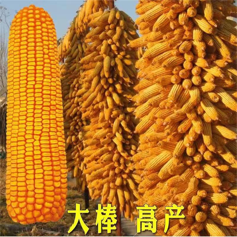 源头厂家种子