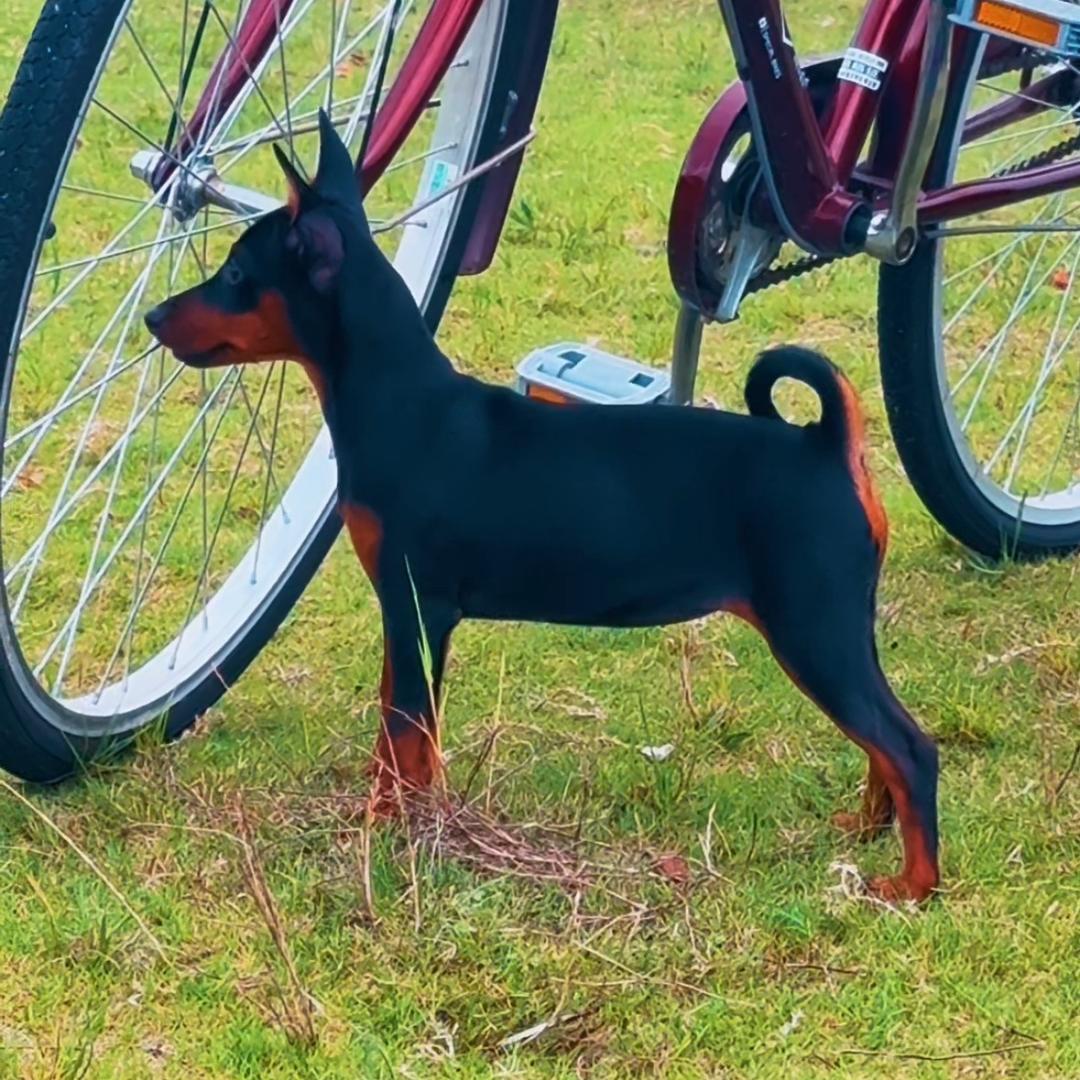 安迖犬舍@迷你宾莎犬