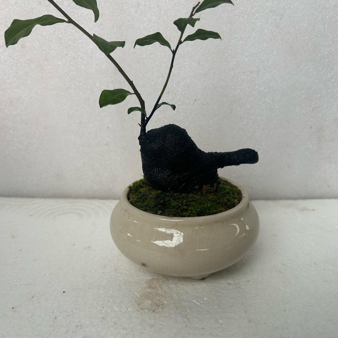 鑫鑫（金弹子绿植）