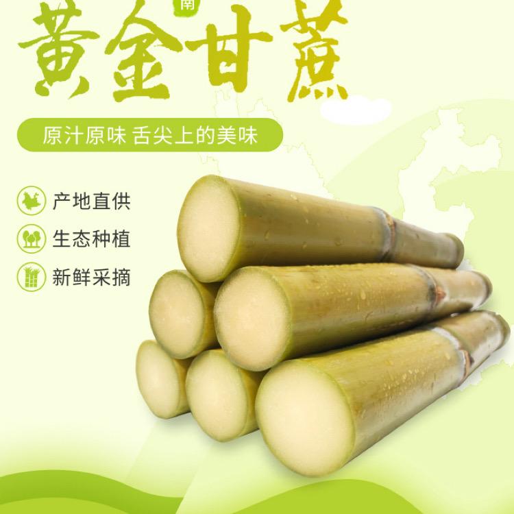 黄金甘蔗@小刘二家