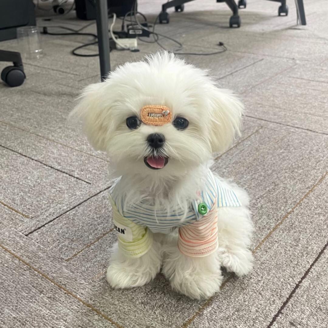 马尔济斯宝宝(买🐶私聊)