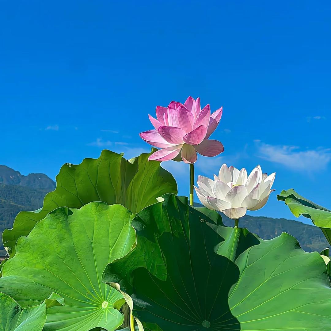 消息发不出，看主页