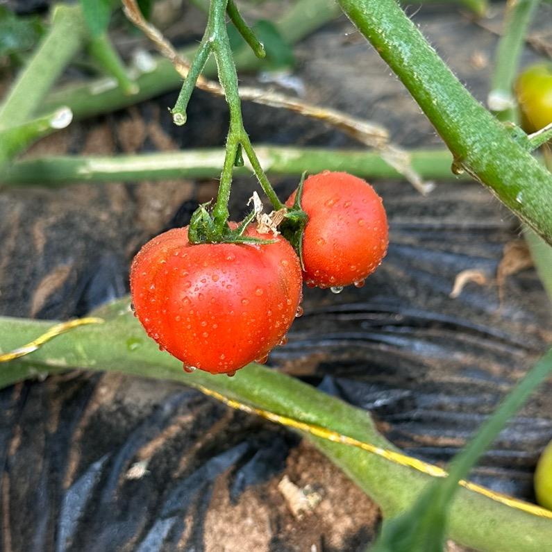 原味一号番茄成长记