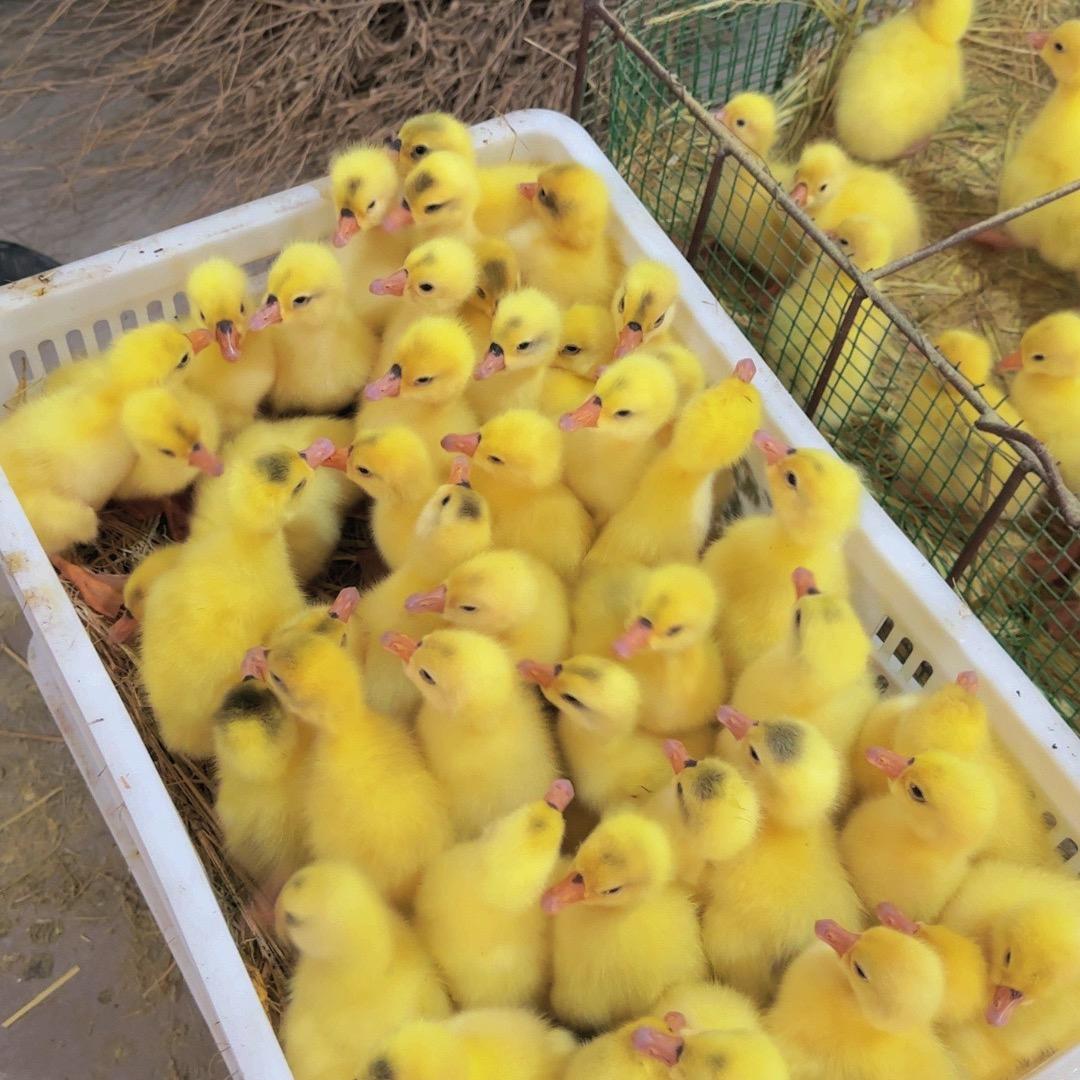 鹅苗孵化厂
