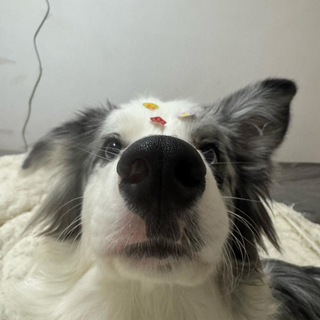 边牧 馒头