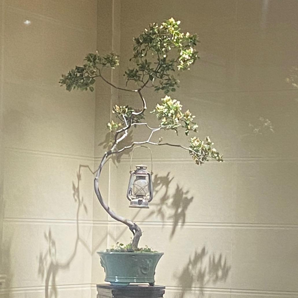 山林盆景