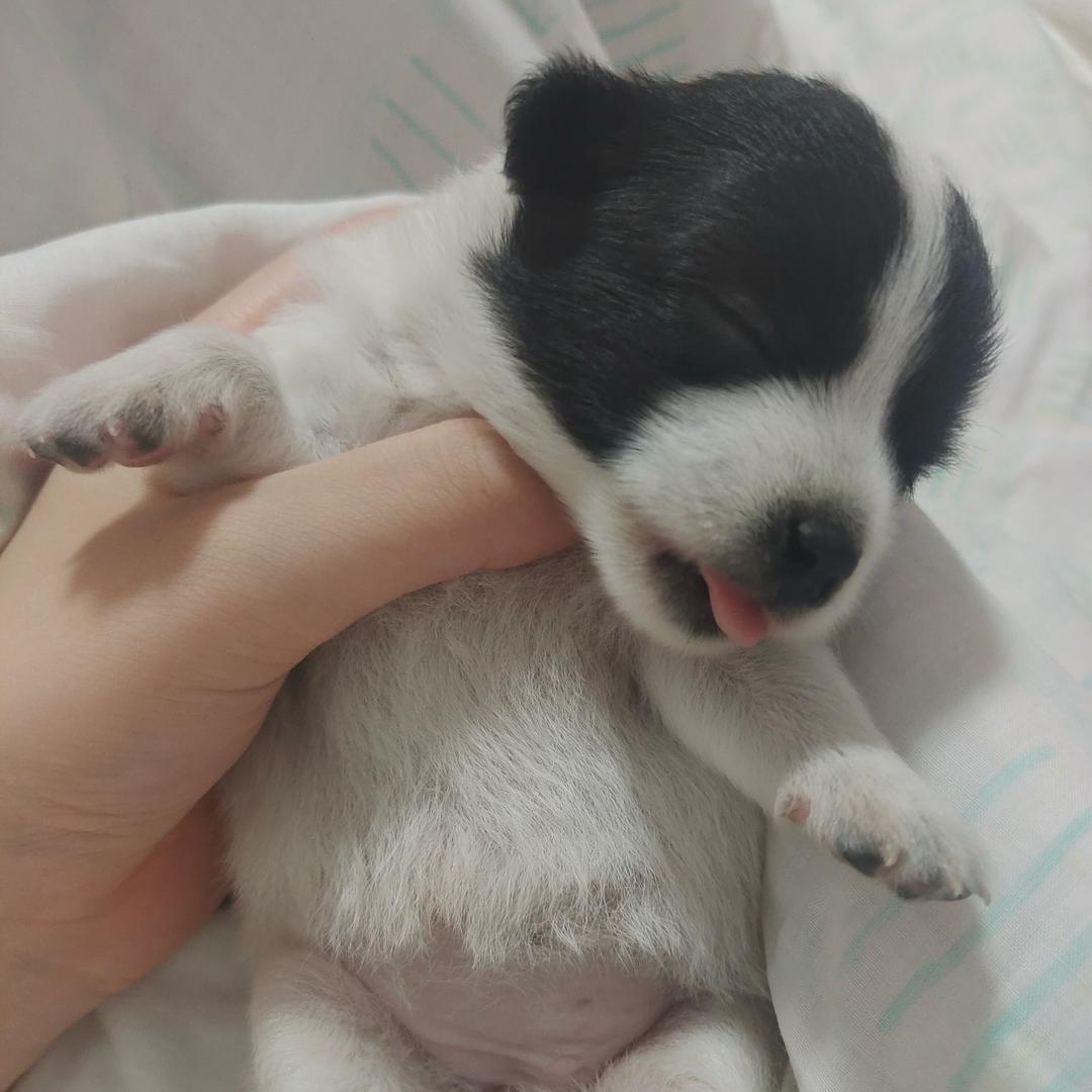 needy小洋