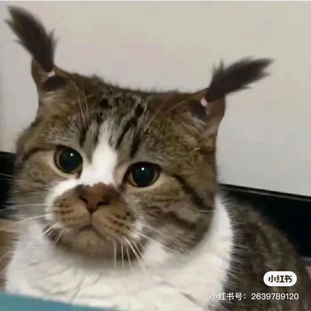 秋秋又饿了