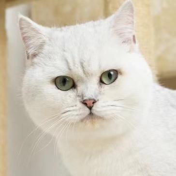 杨小桃宠物食品-胖喵