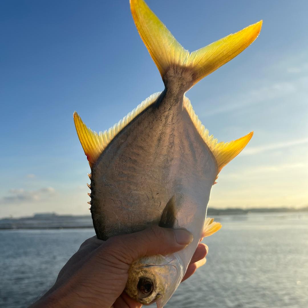 渔小弟海鲜源头