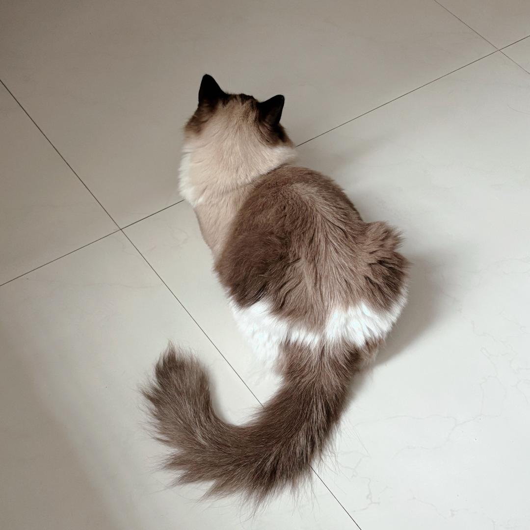 铛铛是只喵🐱