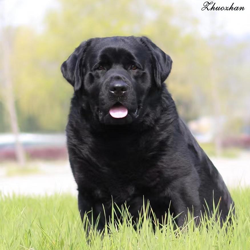 卓展拉布拉多犬舍