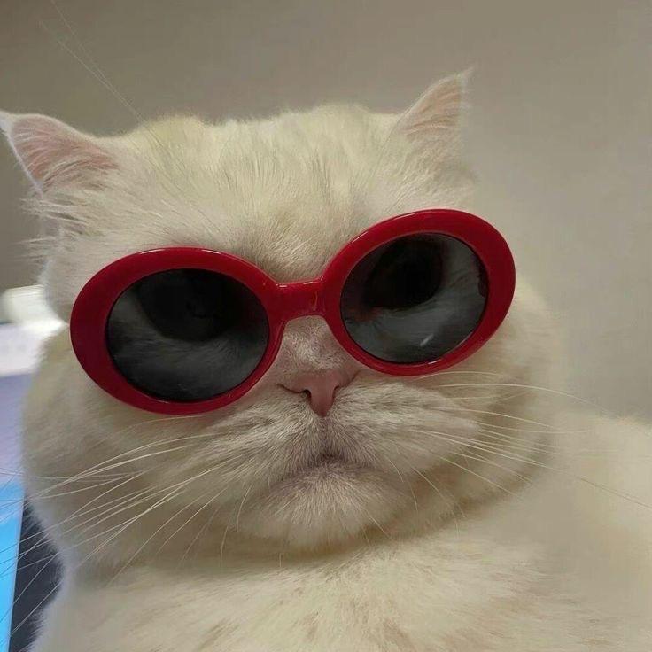 唱不来情歌的猫猫