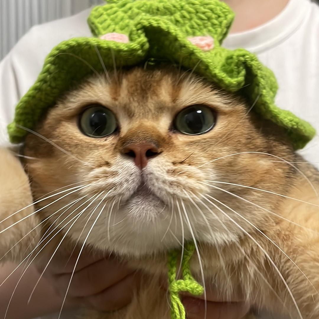 金大猪是只管家猫