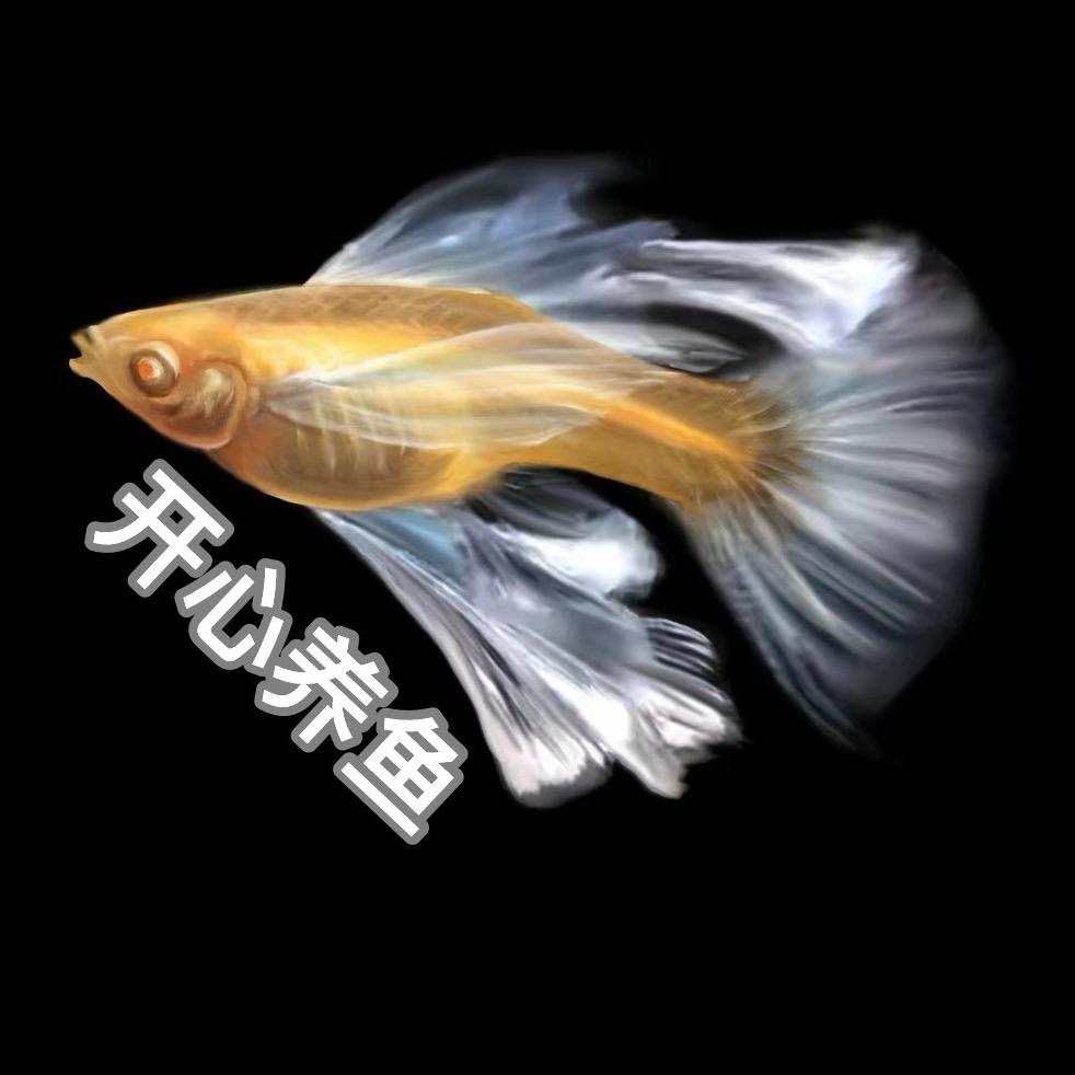 开心养鱼-精品孔雀鱼