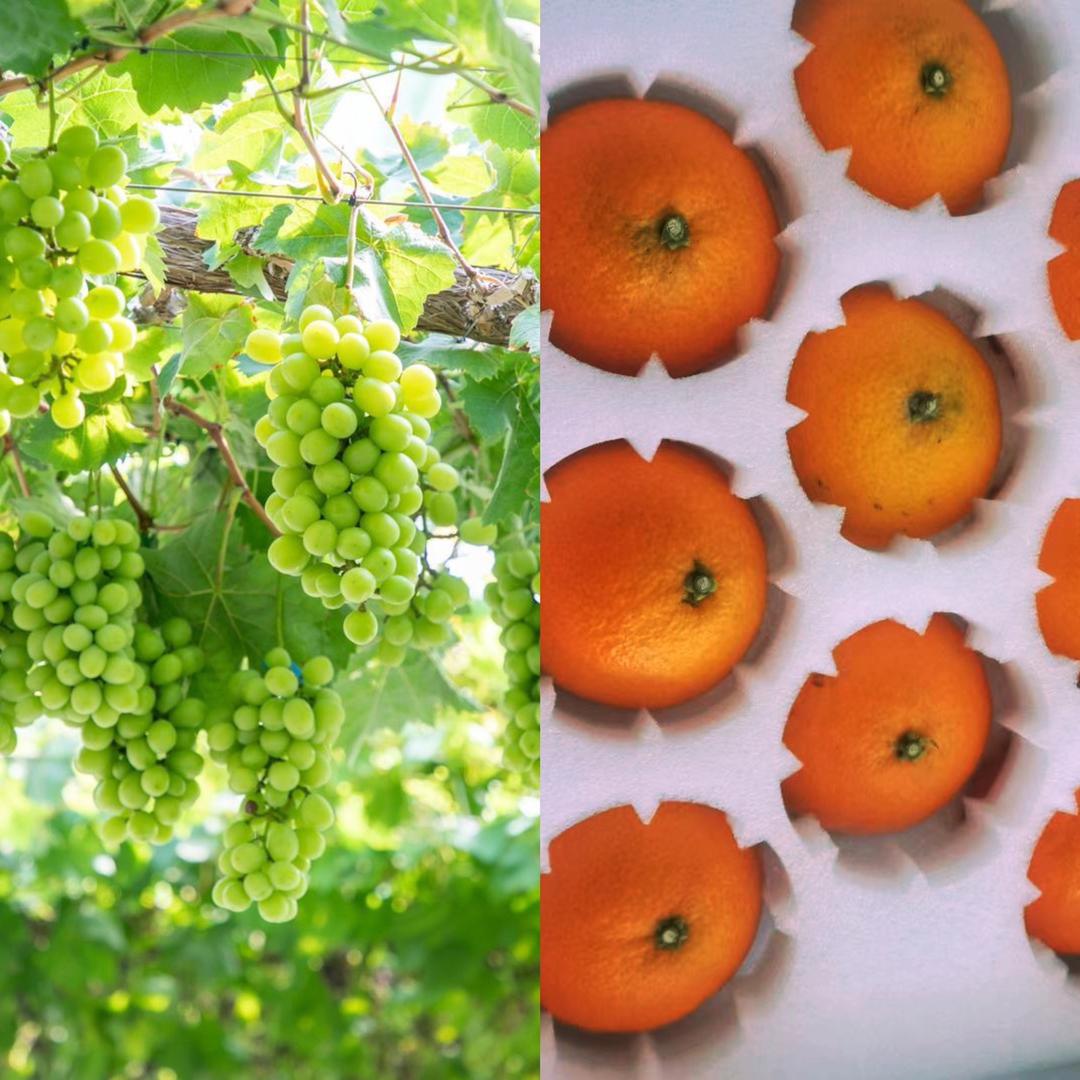 宁波慈溪一帆果园（新浦葡萄主题公园）