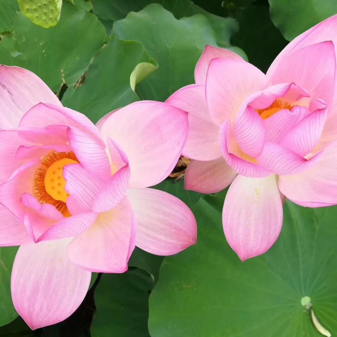 连州善农农业(娟姐)