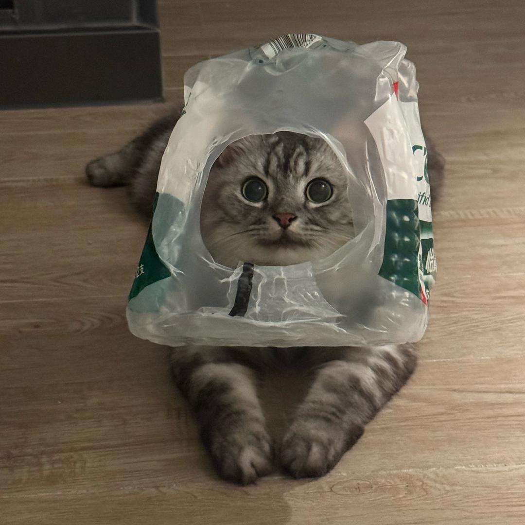 七七是只美女喵🐱