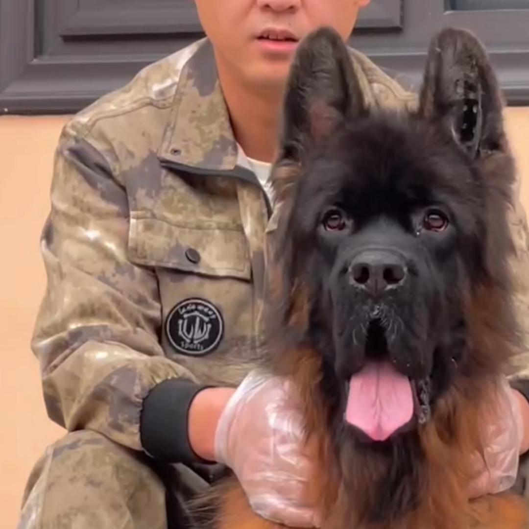 稷王犬业