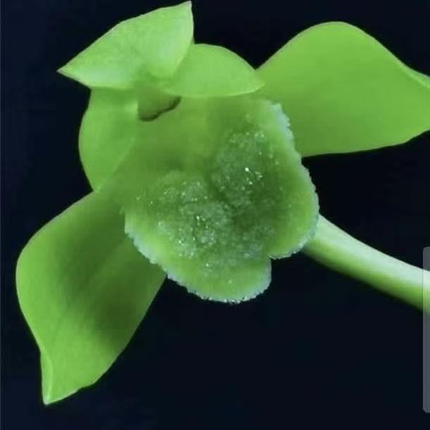 兴安花苑
