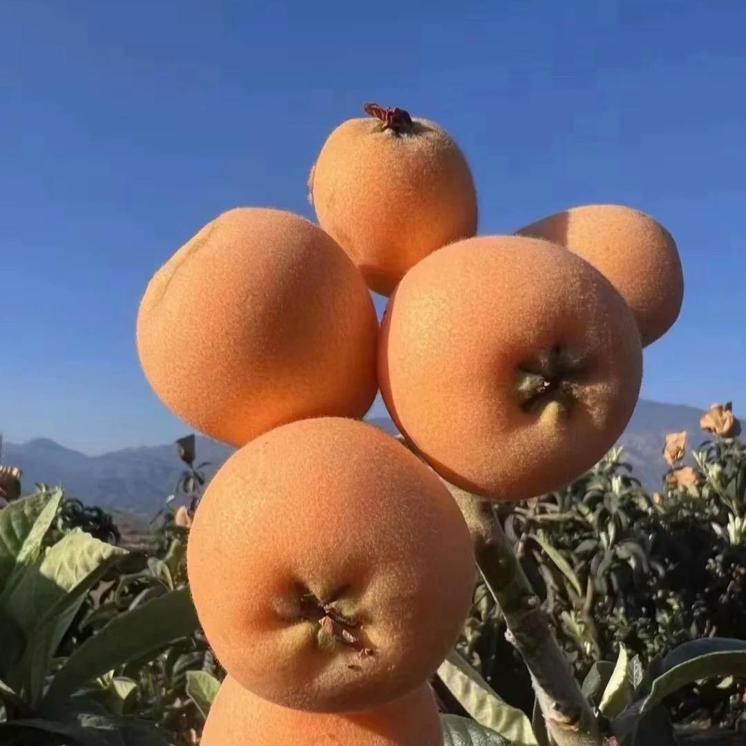 鲜果