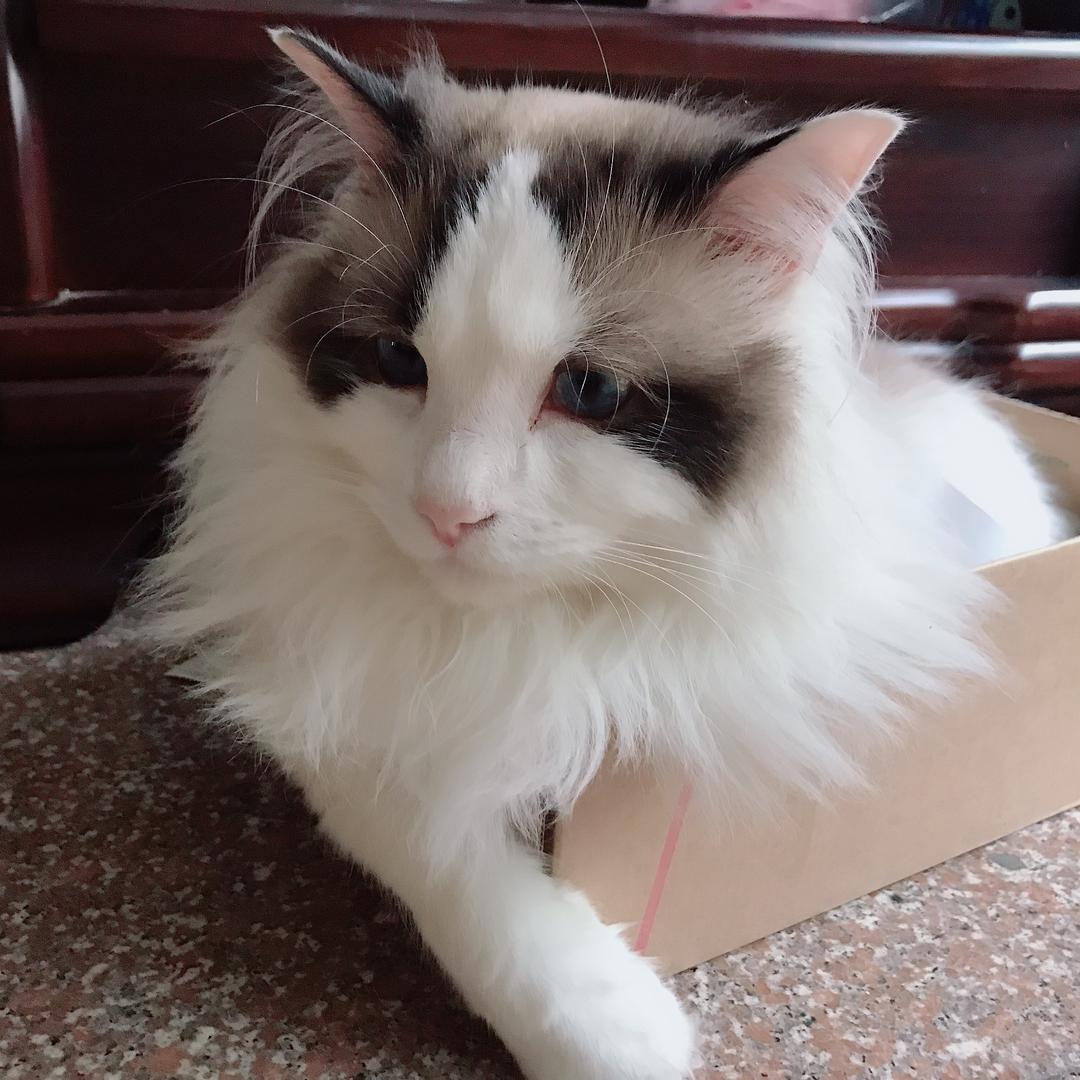 奶油蛋糕（互）