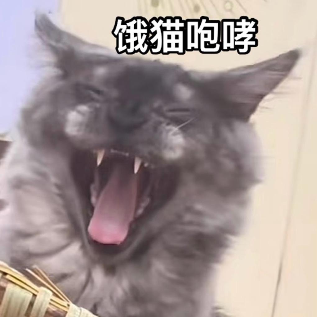 臭臭是只缅因猫🐱