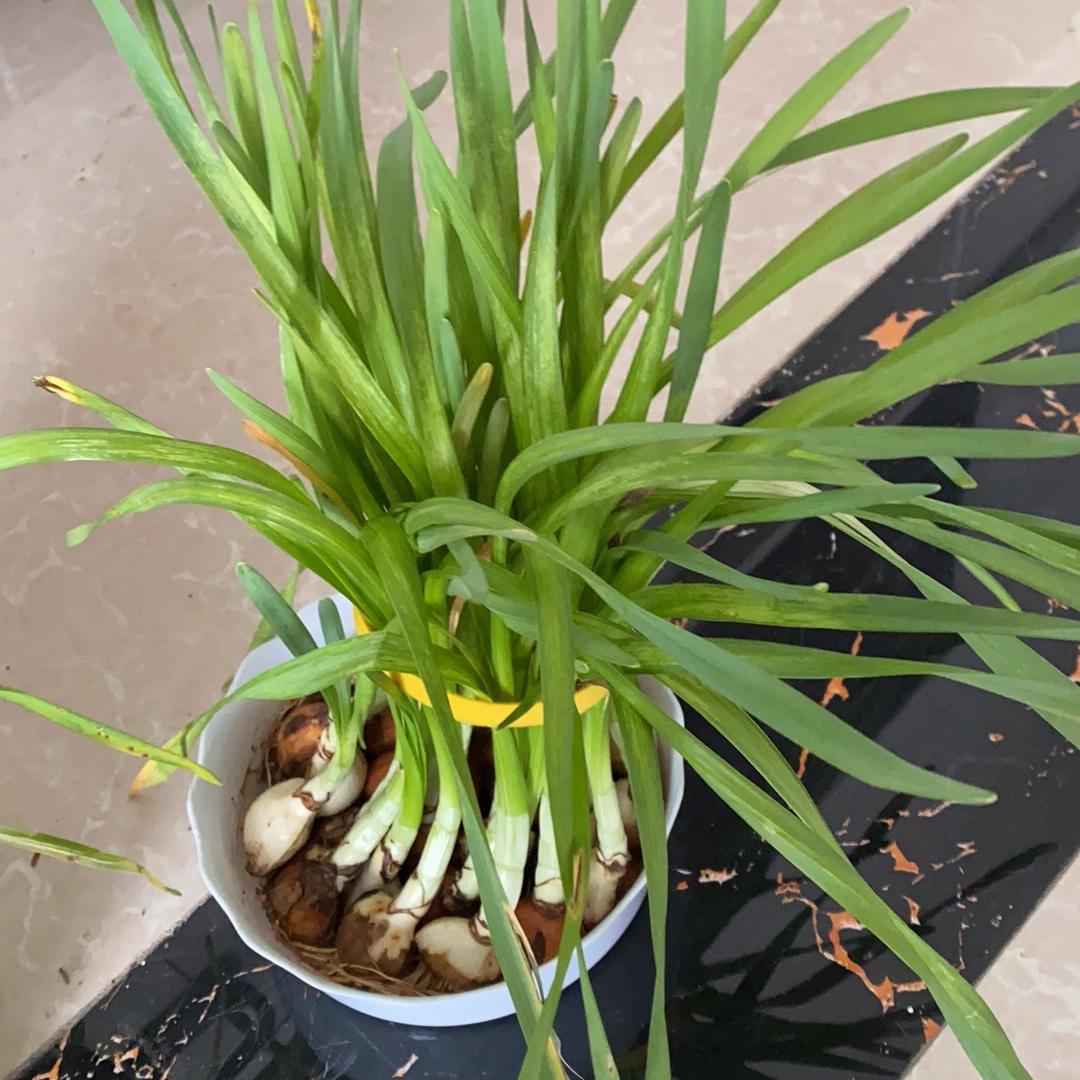 风清花场