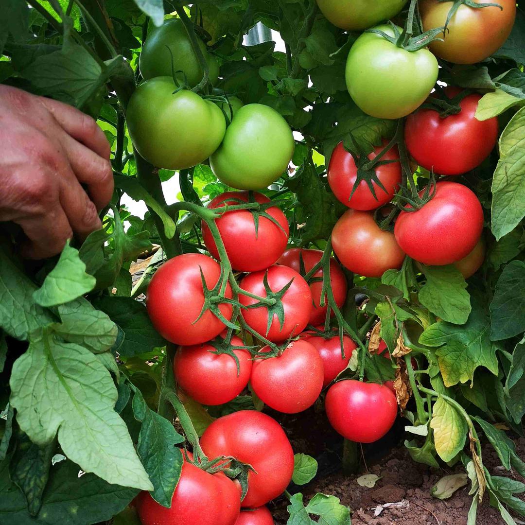 易果粉喷花坐果王&小军