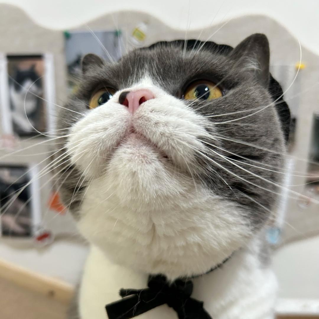 泰安家的猫子