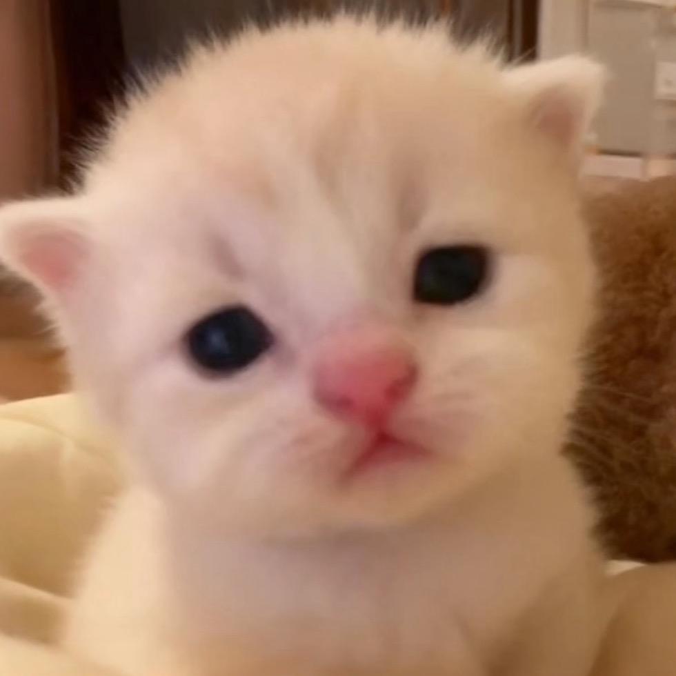 蜘蛛猪（三角洲行动）