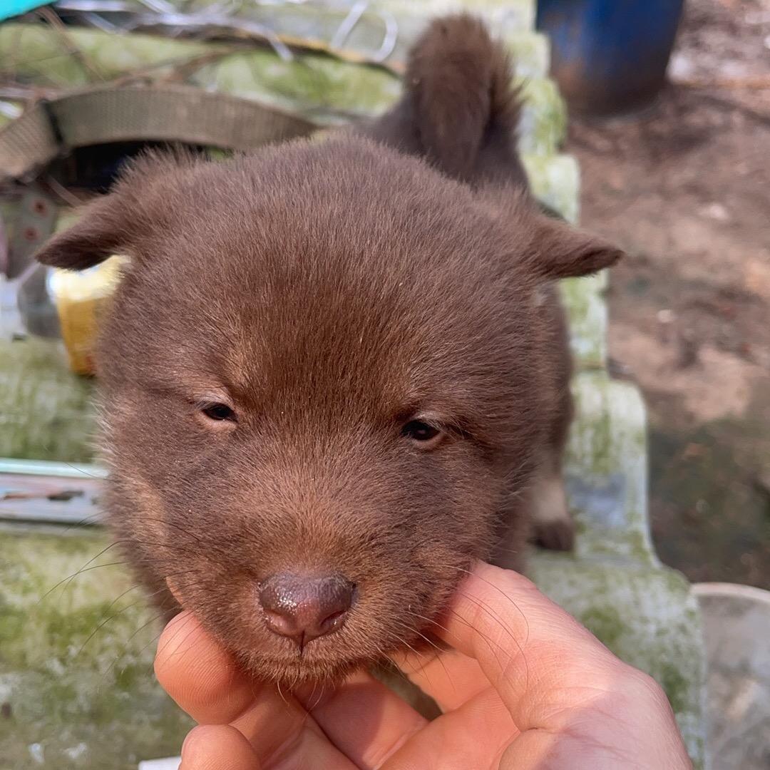 王狗子（中华田园犬）