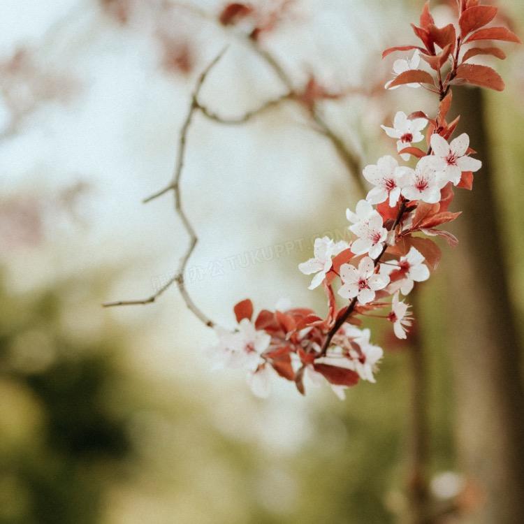 吃个桃桃吧