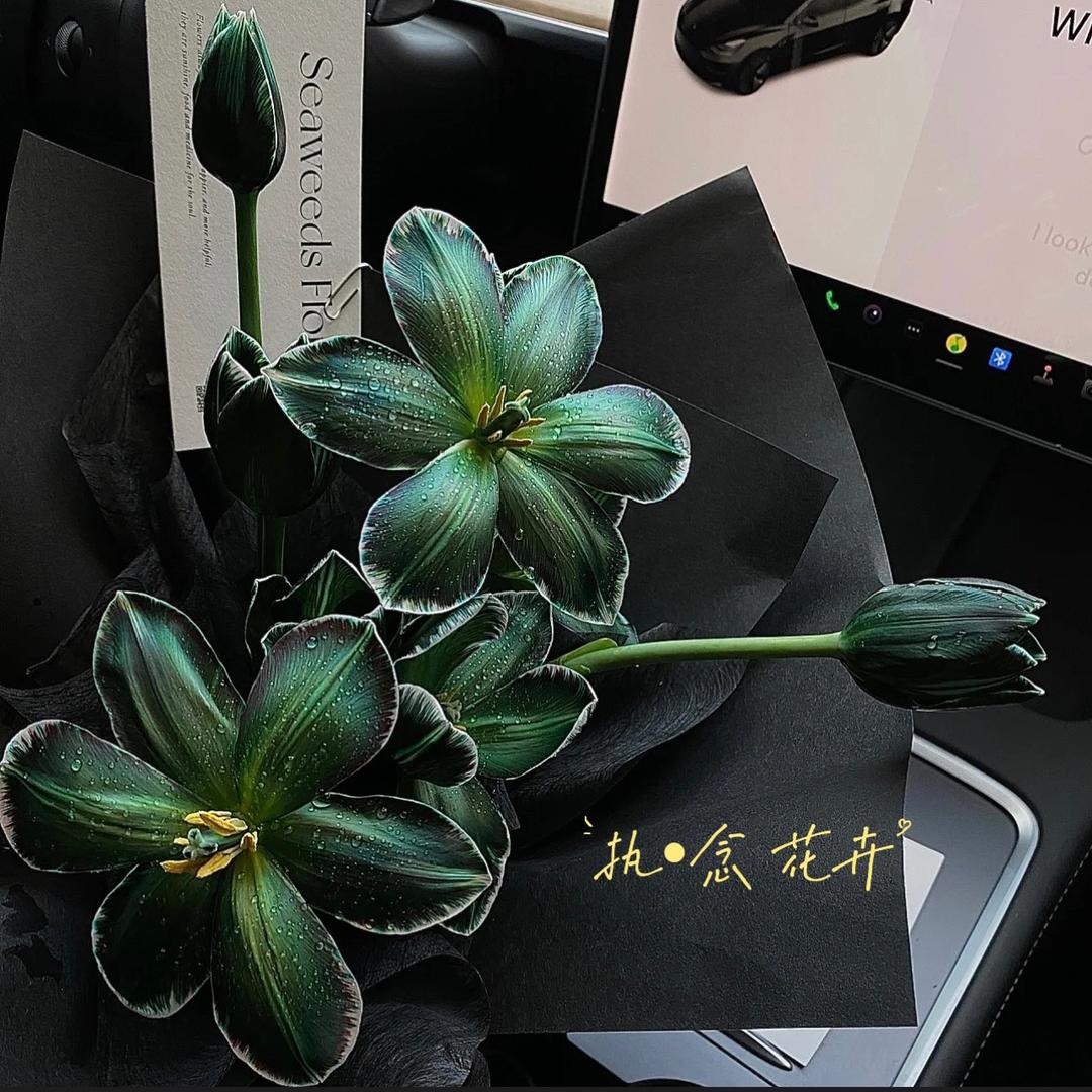 执念花卉(十三先生)