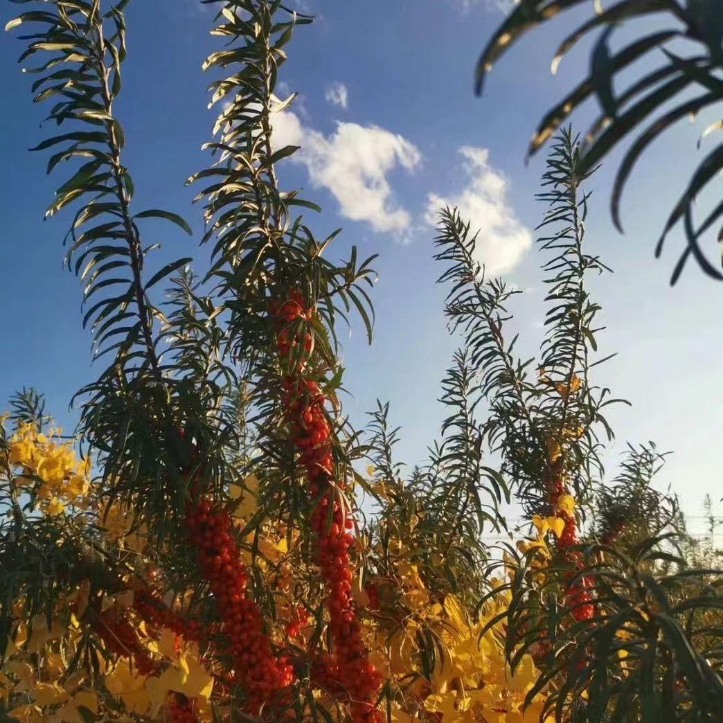 沙棘大宝优品店