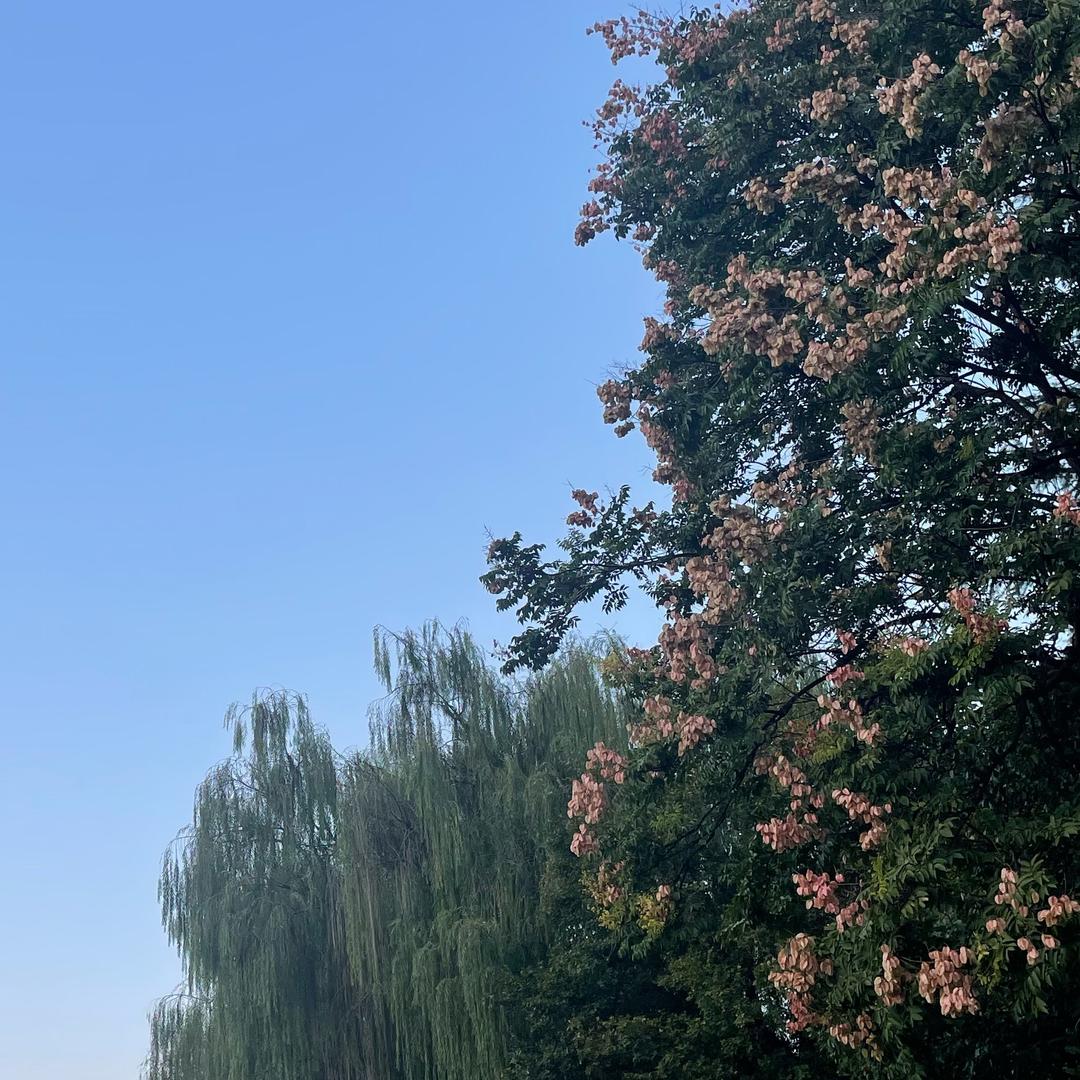 茜茜🌸