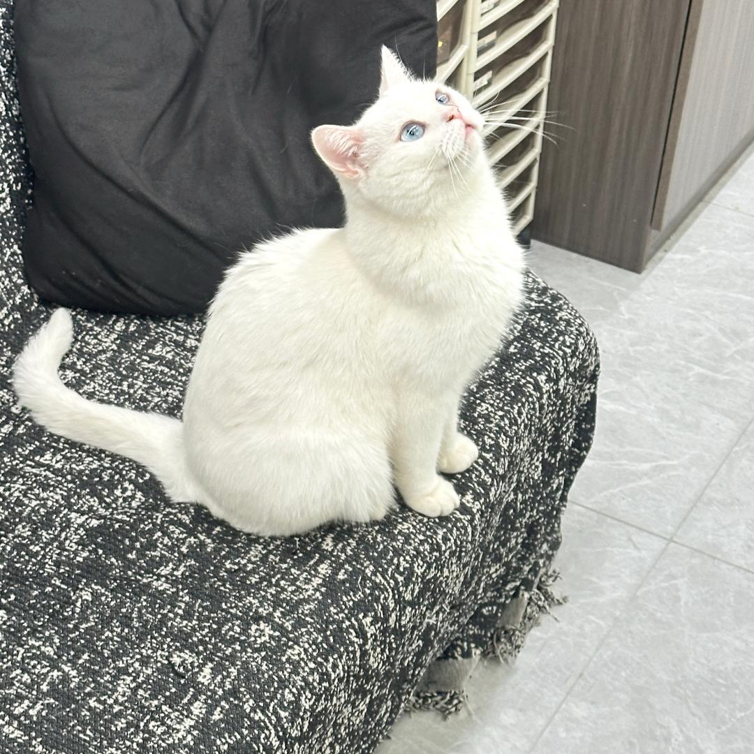 楽优